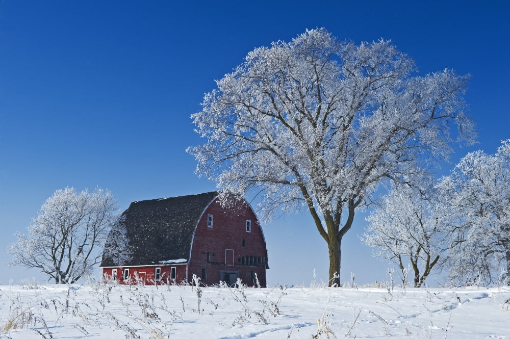 Old Red Barn In Winter Near Oakbank Manitoba Canvas Art - Dave Reede Design Pics (17 x 11)