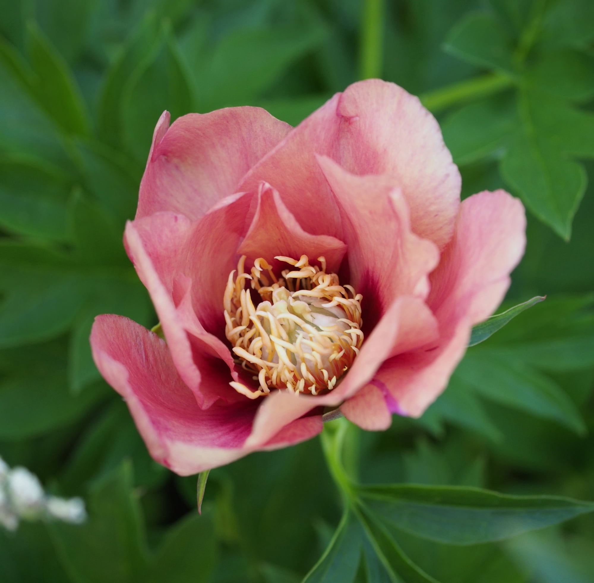 Old Rose Dandy Peony - Intersectional Peony - Bare Root 2/3 Eye ...