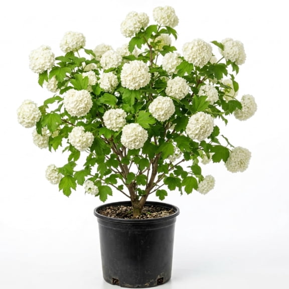Old Snowball Viburnum Live Plants, 6-12 Inch Tall Viburnum Plant in 4 inch Pot, Perennial Hardy Flower Plant for Garden, Patio and Landscape