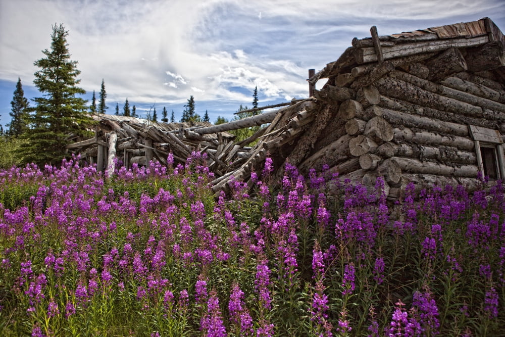 Old Trappers Cabin Surrounded By Fireweed At Silver City Yukon Canvas Art - Robert Postma Design Pics (34 x 22)
