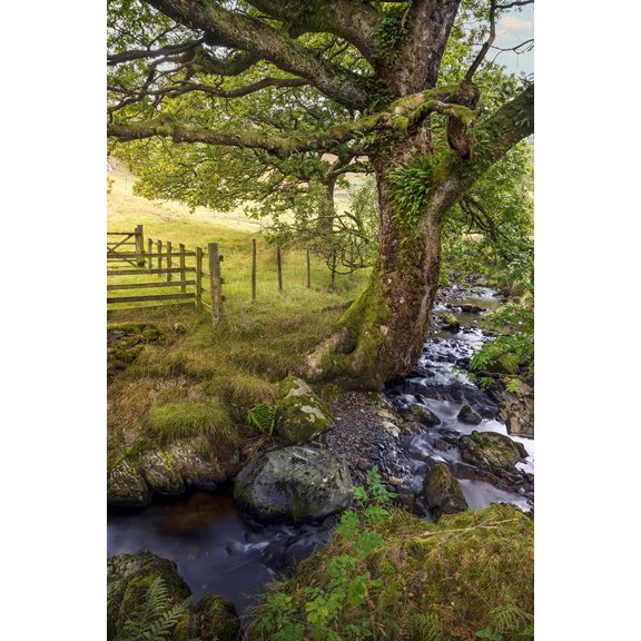 Old Tree Lady Poster Print - Hans Repelnig (18 x 24)