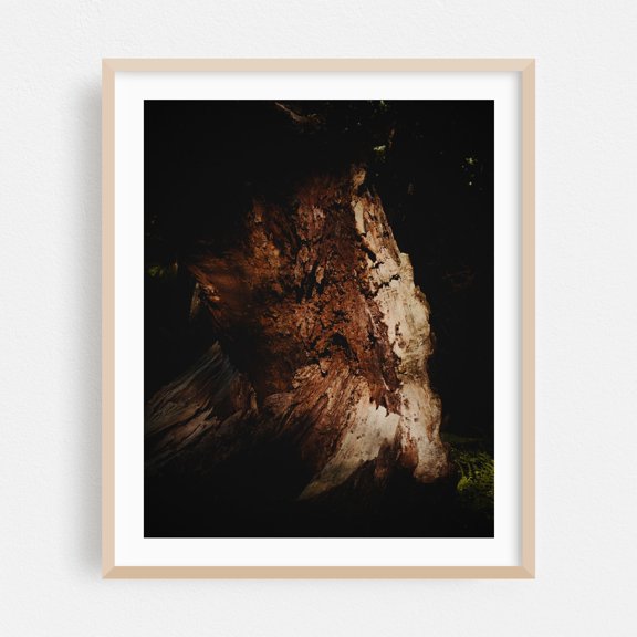 Old Tree Stump - Marlborough Massachusetts Photography Oak Framed Wall Art Print 24 x 30 inches