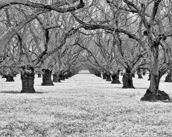 Old Walnut Orchard Canvas Art - Dennis Frates (24 x 30)