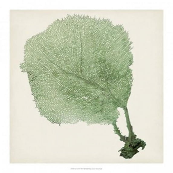Old World Prints OWP21319Z Sea Fan II Poster Print by Timothy OToole - 18 x 18