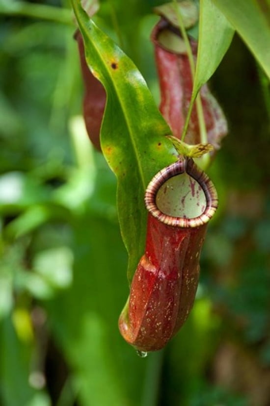 Old World carnivorous pitcher plant hanging from tendril Penang Malaysia Canvas Art - Cindy Miller Hopkins DanitaDelimont (15 x 22)