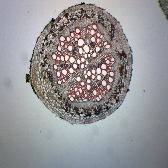 Old & Young Dicot Roots - Cross Section - Prepared Microscope Slide - 75 x 25mm - Biology & Microscopy - Eisco Labs