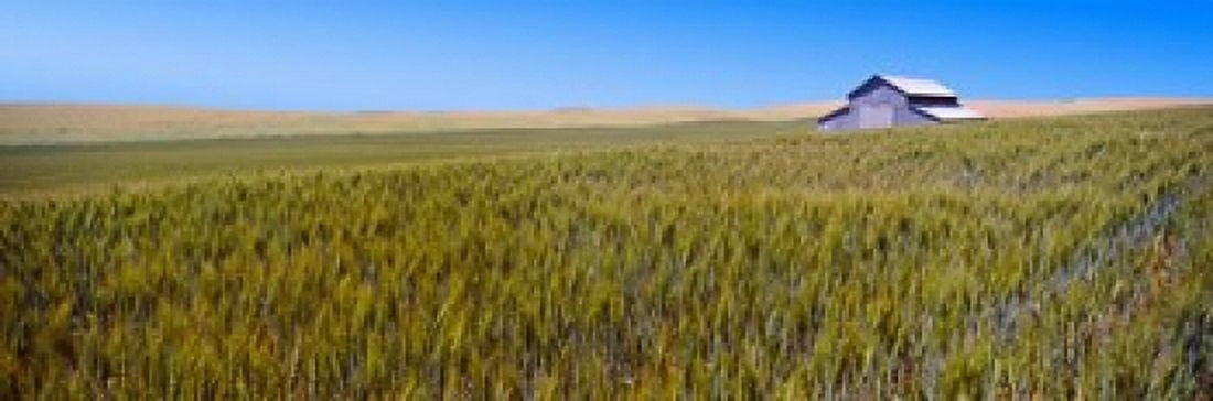 Old barn in a field Palouse County Washington State USA Canvas Art - Panoramic Images (18 x 6)