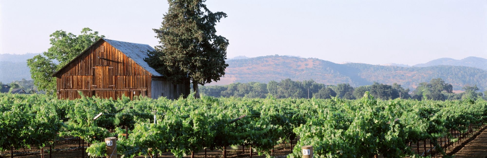 Old barn in a vineyard Napa Valley Oakville Napa County California USA Canvas Art - Panoramic Images (27 x 9)