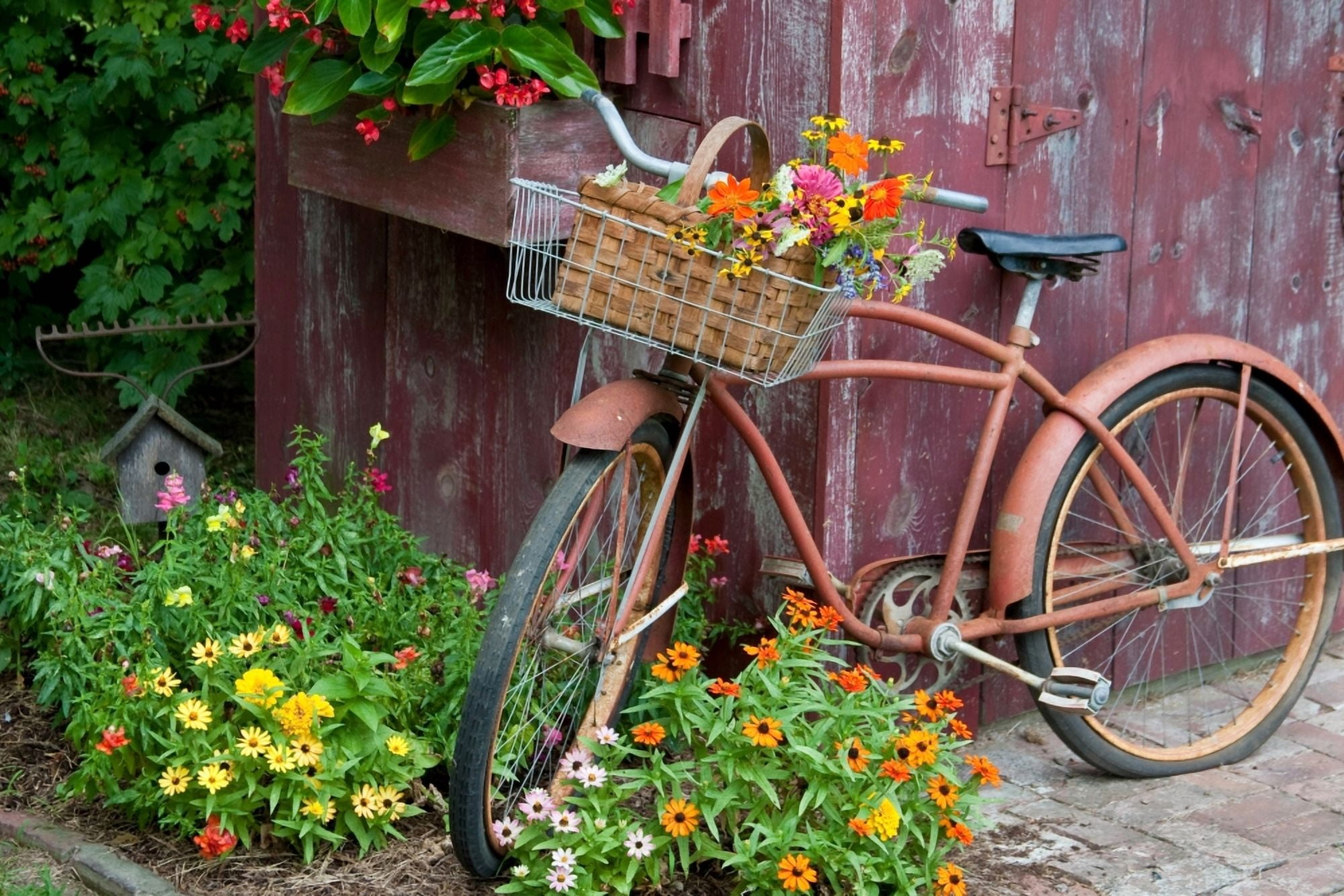 Old bicycle with flower basket next to old outhouse garden shed Marion County Illinois USA Canvas Art - Panoramic Images (24 x 36)