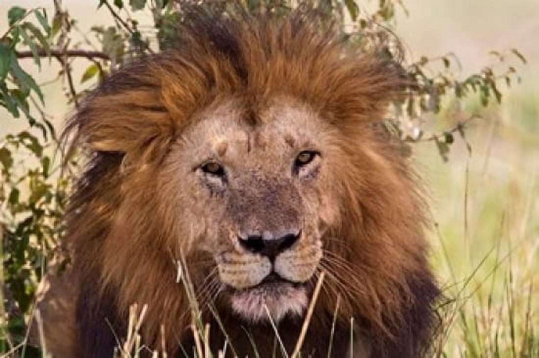 Old black maned male lion Maasai Mara Kenya Canvas Art - Adam Jones DanitaDelimont (24 x 15)