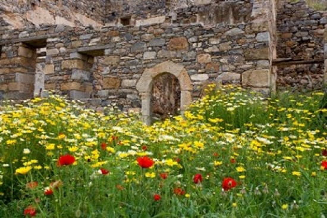 Old building and wildflowers Island of Spinalonga Crete Greece Canvas Art - Scott T Smith DanitaDelimont (24 x 15)