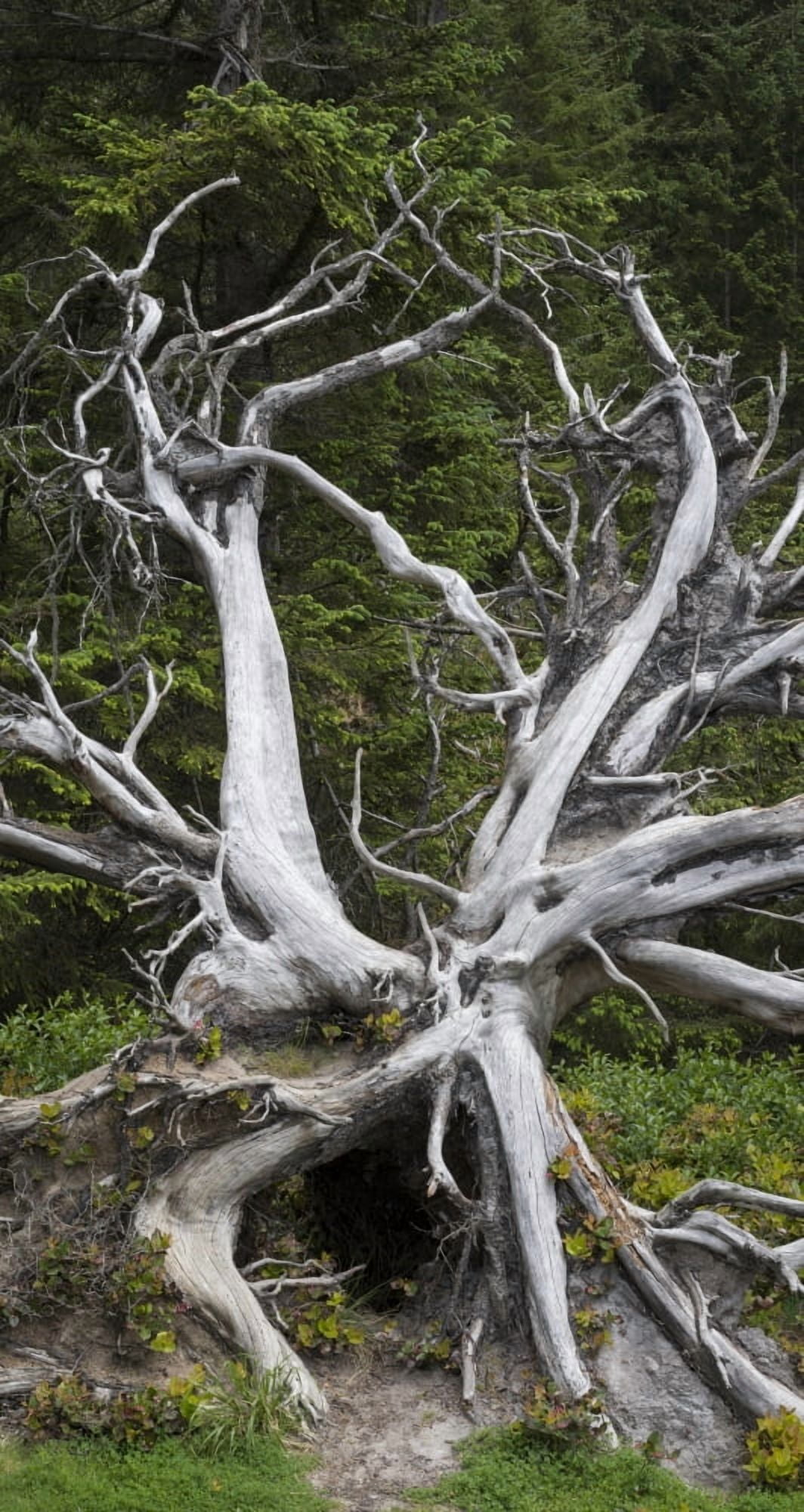 Old dead tree in a forest Shore Acres State Park Oregon USA Canvas Art - Panoramic Images (27 x 9)