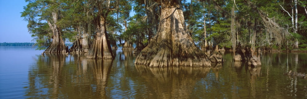 Old-growth cypresses at Lake Fausse Pointe State Park Louisiana Canvas Art - Panoramic Images (36 x 12)