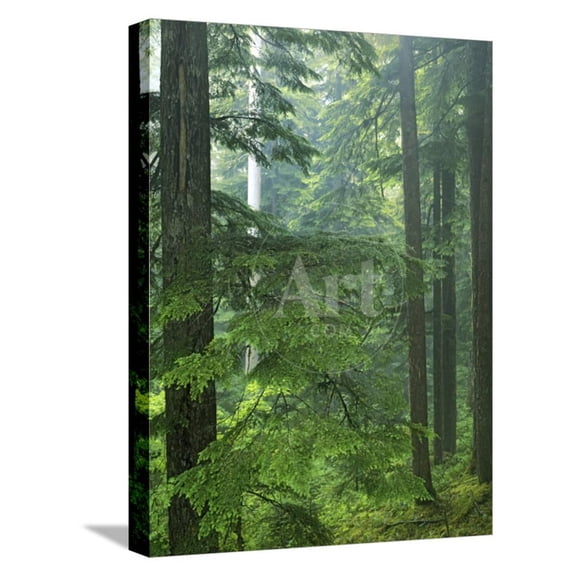 Old growth forest, Mt Rainier National Park, Washington, USA, Botanical Scenic Stretched Canvas Wall Art by Charles Gurche  Sold by ArtCom