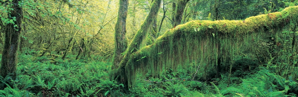 Old growth forest at Washingtons Olympic National Forest Canvas Art - Panoramic Images (27 x 9)