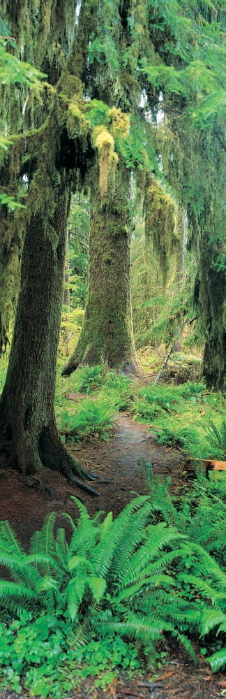 Old growth forest at Washingtons Olympic National Forest Canvas Art - Panoramic Images (36 x 12)