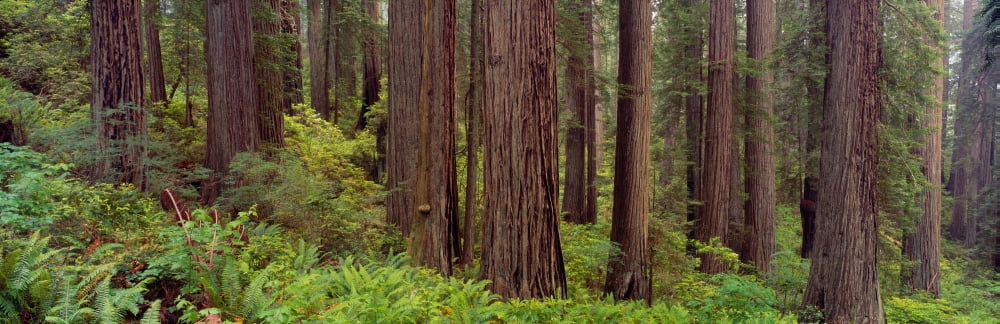 Old-growth redwoods at Jedediah Smith Redwood State Park California Canvas Art - Panoramic Images (27 x 9)