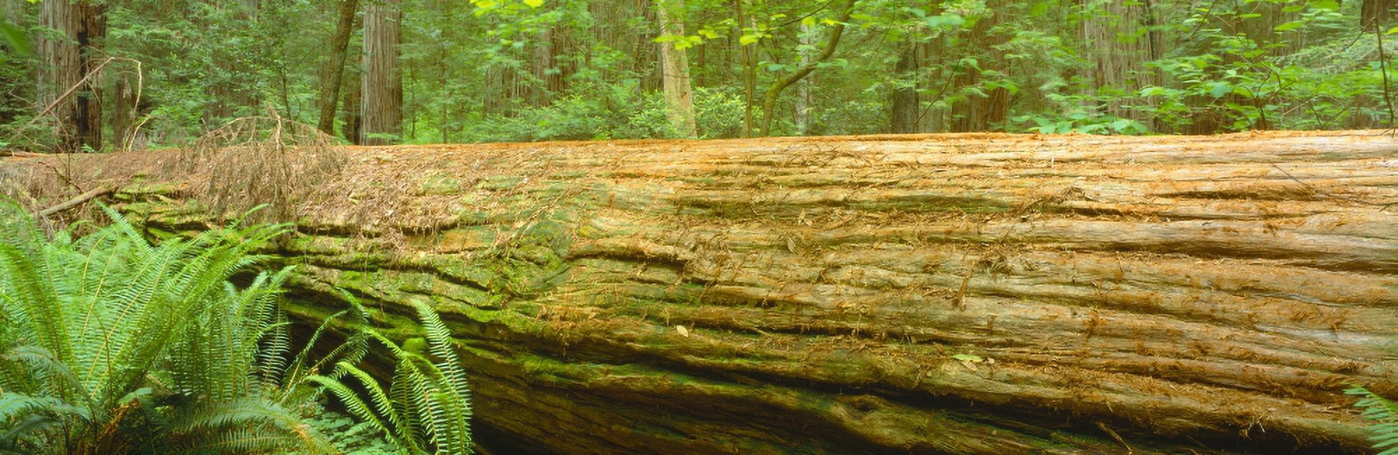 Old-growth redwoods at Jedediah Smith Redwood State Park California Canvas Art - Panoramic Images (27 x 9)