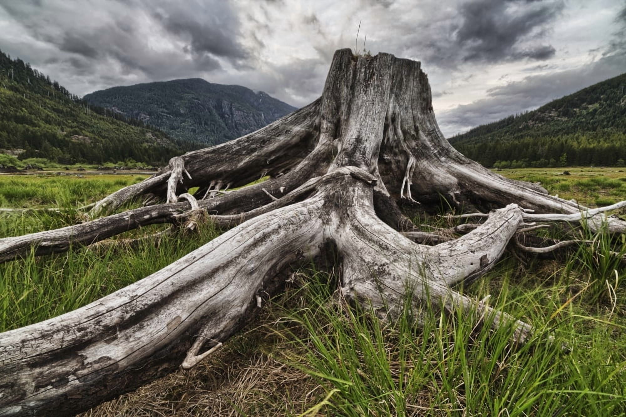 Old stump in the flood plains at the south end of Buttle Lake Strathcona Provincial Park British Columbia Canada Canvas Art - Robert Postma Design Pics (19 x 12)