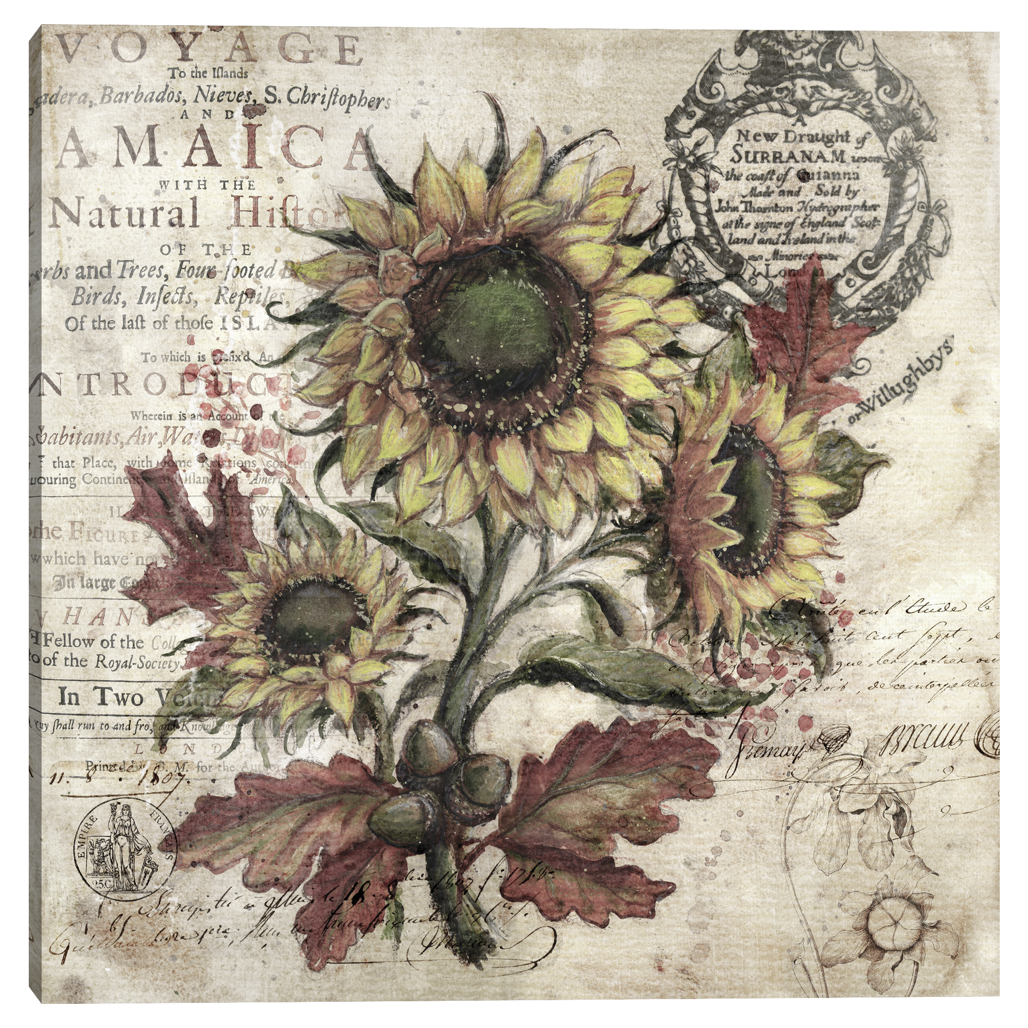 Olde Sunflower Ivory