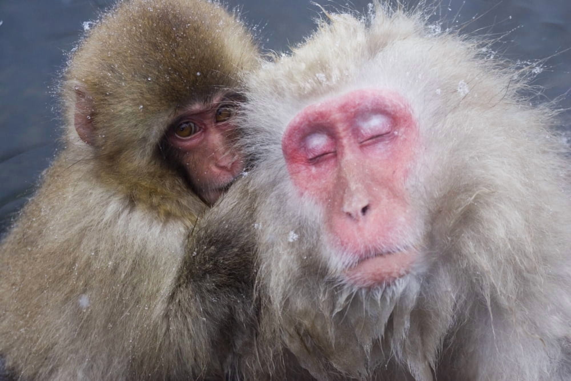 Older Snow Monkey Being Groomed By A Younger Monkey Canvas Art - Natural Selection Anita Weiner Design Pics (18 x 12)