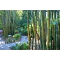 thumbnail image 1 of Oldhamii Bamboo  1 Live Plant  Bambusa Oldhamii  Privacy Screen Bamboo  Fast-Growing Garden Foliage  Tall Decorative Landscape Specimen, 1 of 9
