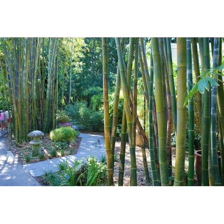 Oldhamii Bamboo 5 Live Plants Bambusa Oldhamii Privacy Screen Bamboo Fast-Growing Garden Foliage Tall Decorative Landscape Specimen