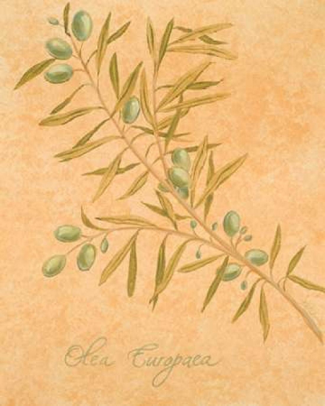 Olea Europaea Canvas Art - Linda Baliko (24 x 30)