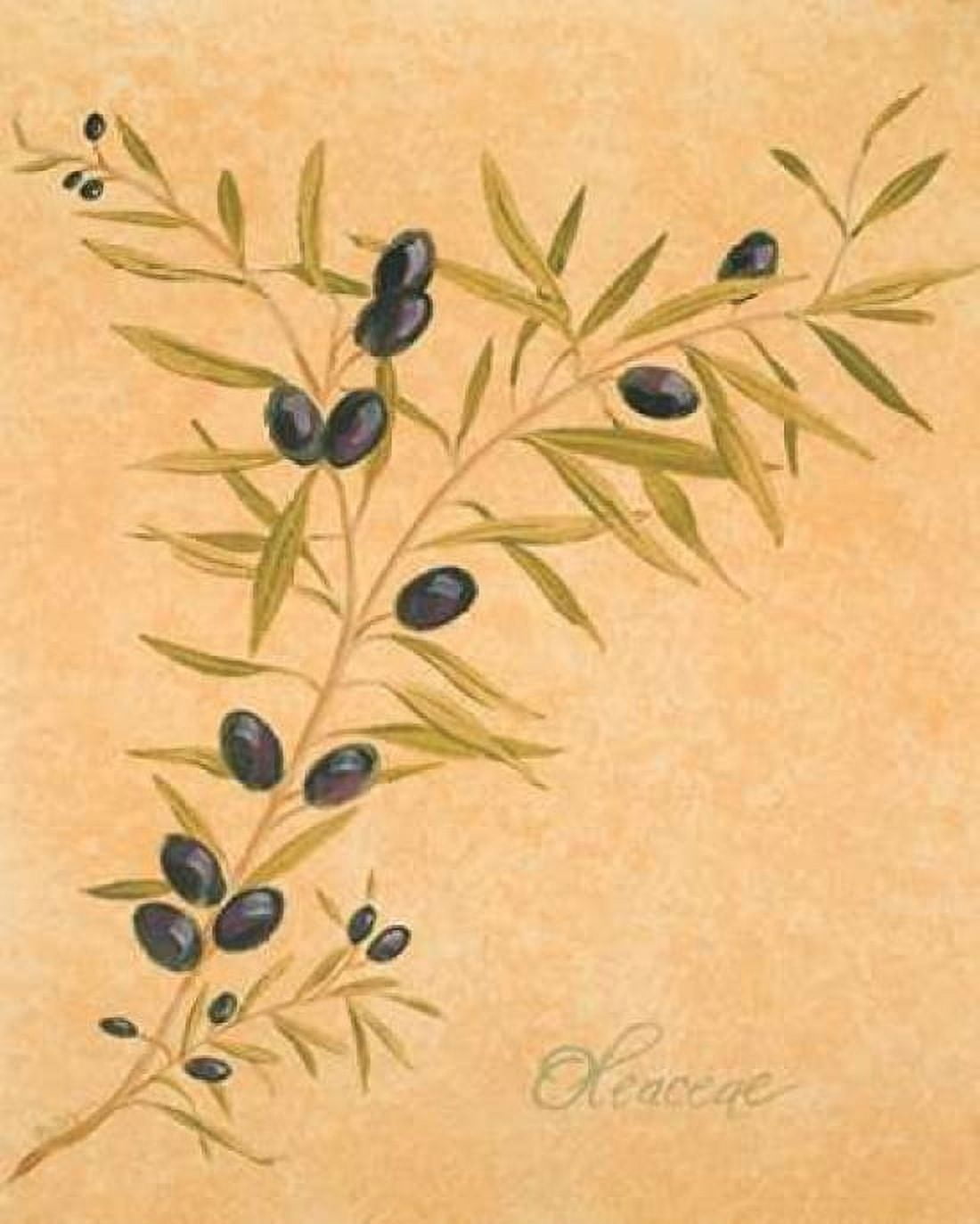 Oleaceae Canvas Art - Linda Baliko (24 x 30)