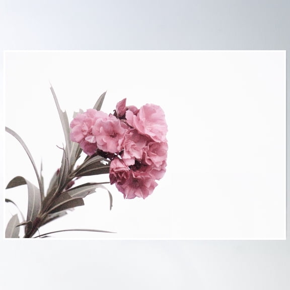 Oleander Beauty Poster Wall Art, Modern Wall Decor, 8x12 UNFRAMED