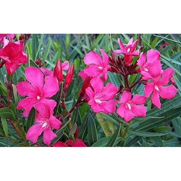 Oleander Calypso 1 Extra Large 3 Gallon Plant Nerium Oleander Hardy Perennial Vibrant Pink Blooms