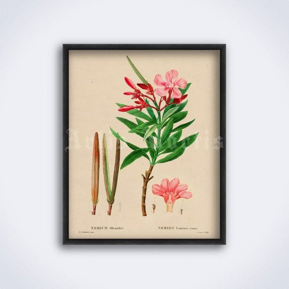 Oleander Flower Magic Plant Poster, Occult Botany Poison Witchcraft Wall Art Print