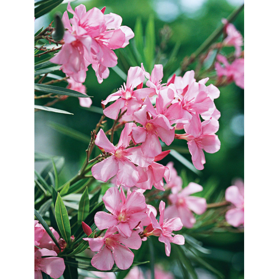 Oleander Live Plants, 4 to 6 Inches Tall, Pink Oleander Plants Live, Oleander Well Rooted, Live Oleander Plants for Planting, No Pot
