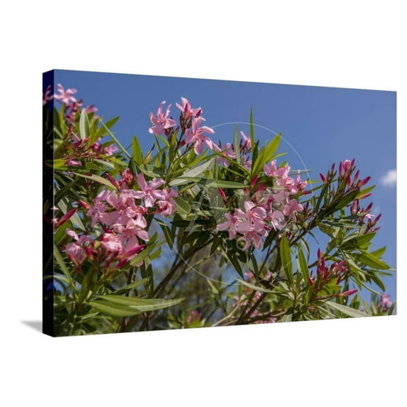 Oleander, New Smyrna Beach, Florida, USA, Botanical Scenic Stretched Canvas Wall Art by Lisa S Engelbrecht Sold by Art.Com