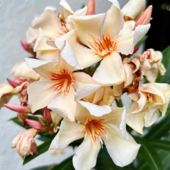 Oleander Plants Live, 2 Plants, 5 to 7 Inches Tall, Dwaft Salmon Oleander Live Plants Easy to Plant Growing, Zone 8 to 10
