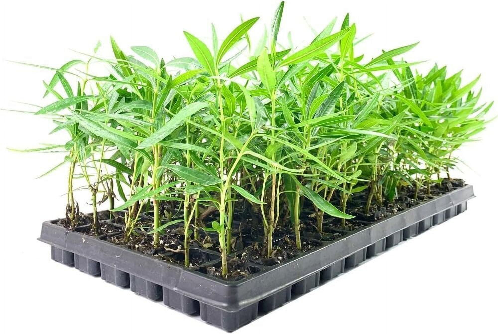 Oleander Red Plants Live Plants Nerium Oleander Vibrant Red