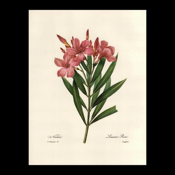 Oleander Redoute Botanical Print, Unframed Paper Poster 8x10in