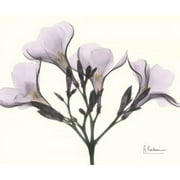 Oleander in Purple Poster Print by Albert Koetsier (24 x 18)