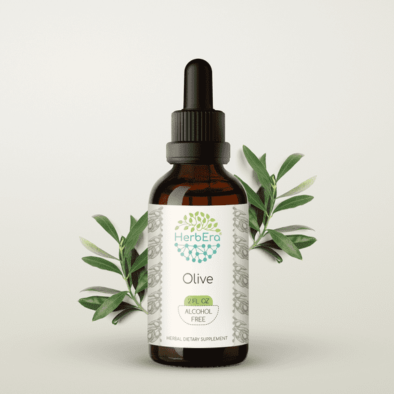 HerbEra Olive Tincture, Herbal Dietary Supplement for Heart Health Support, Olive (Olea europaea) Dried Leaf Extract, Natural, Alcohol-Free, Drops 2 oz