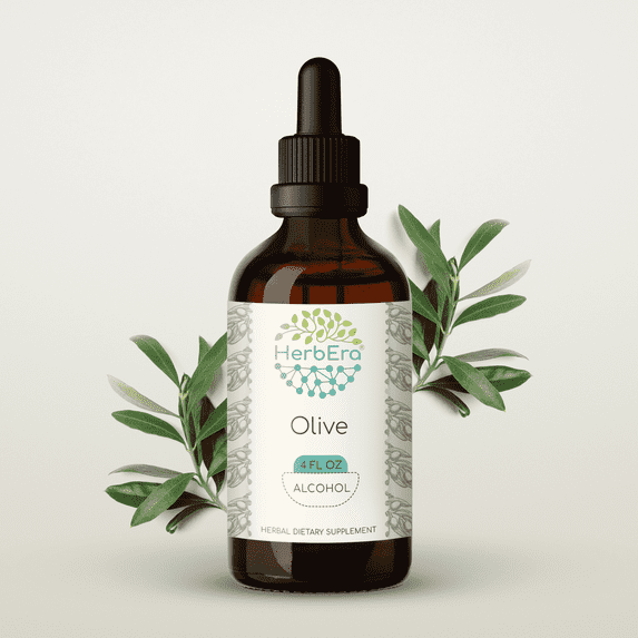 HerbEra Olive Tincture, Herbal Dietary Supplement for Heart Health Support, Olive (Olea europaea) Dried Leaf Extract, Natural, Alcohol Tincture, Drops 4 oz