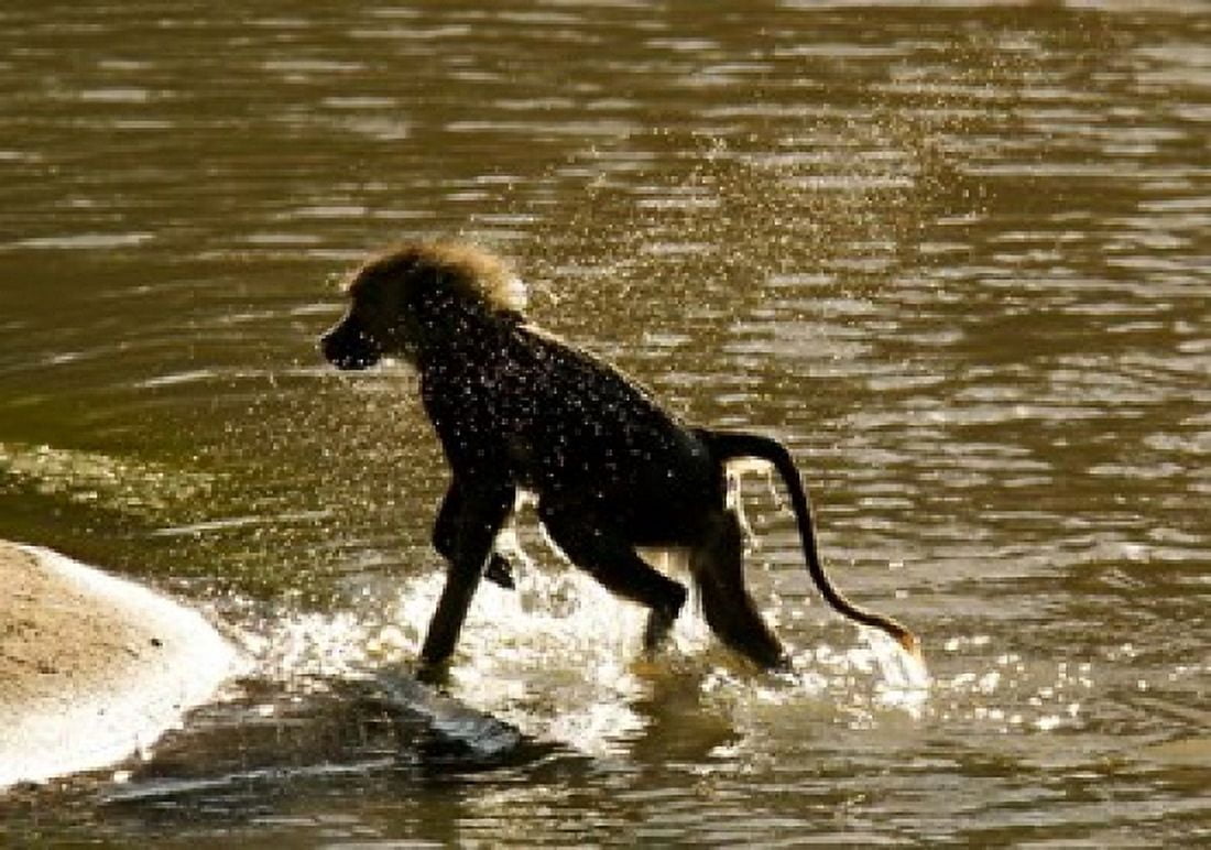 Olive Baboon Masai Mara Kenya Canvas Art - Joe & Mary Ann McDonald DanitaDelimont (34 x 24)
