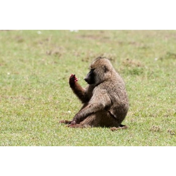 Olive Baboon, Papio anubis, Maasai Mara, Kenya. Poster Print by Sergio Pitamitz (24 x 15)