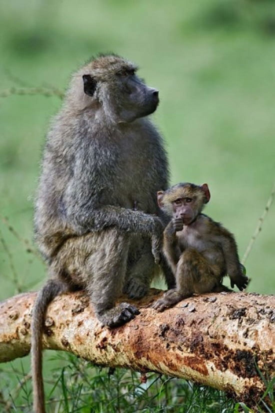 Olive Baboon baby Lake Nakuru National Park Kenya Canvas Art - Adam Jones DanitaDelimont (12 x 17)