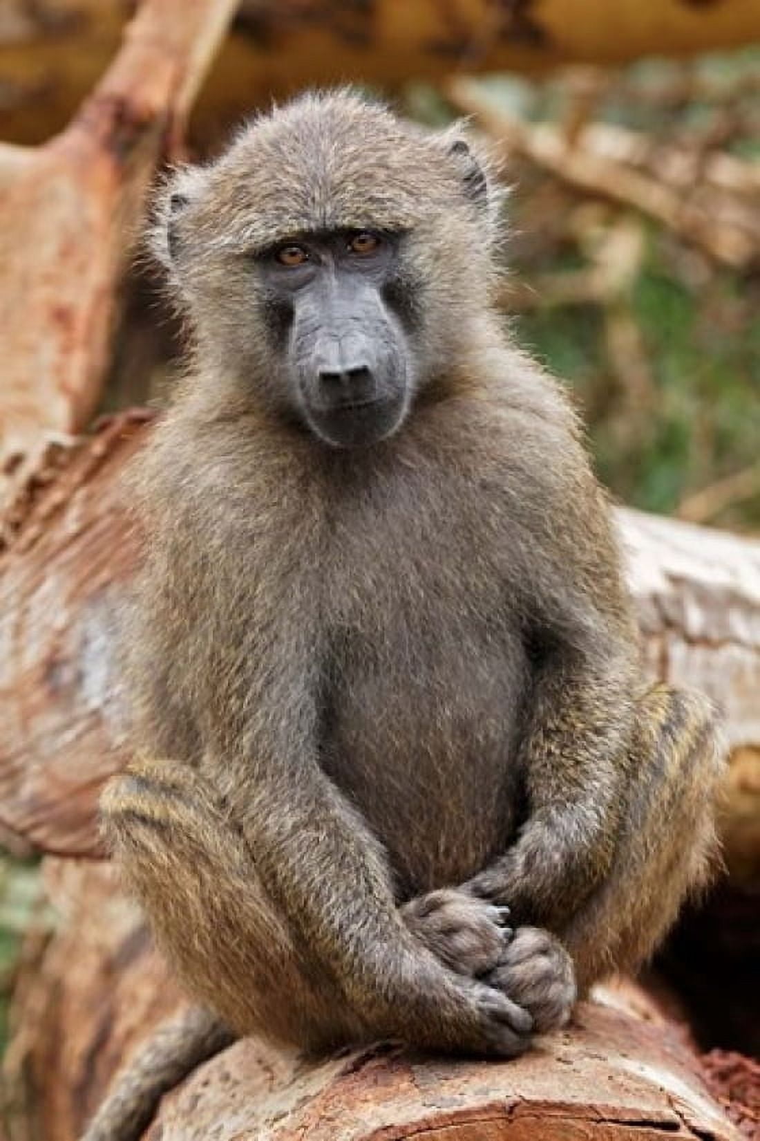 Olive Baboon primate Lake Nakuru National Park Kenya Canvas Art - Adam Jones DanitaDelimont (11 x 17)