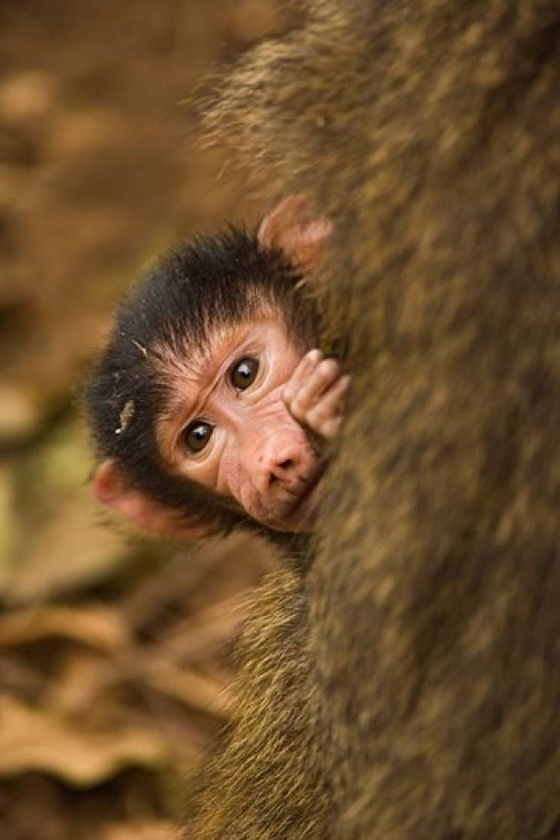 Olive Baboon primates Lake Manyara NP Tanzania Canvas Art - Adam Jones DanitaDelimont (23 x 35)