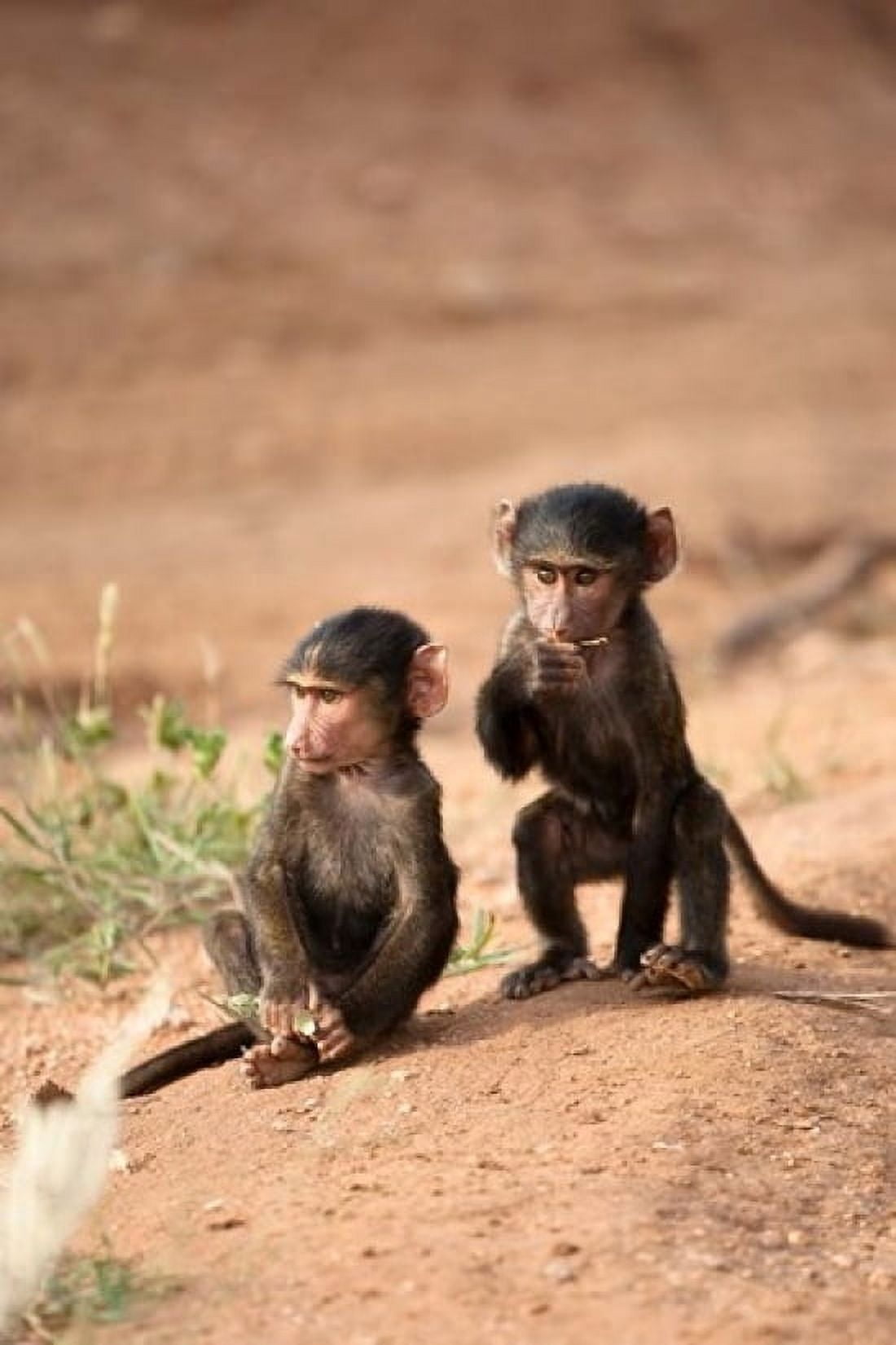 Olive Baboon primates Masai Mara GR Kenya Canvas Art - Joe & Mary Ann McDonald DanitaDelimont (11 x 17)