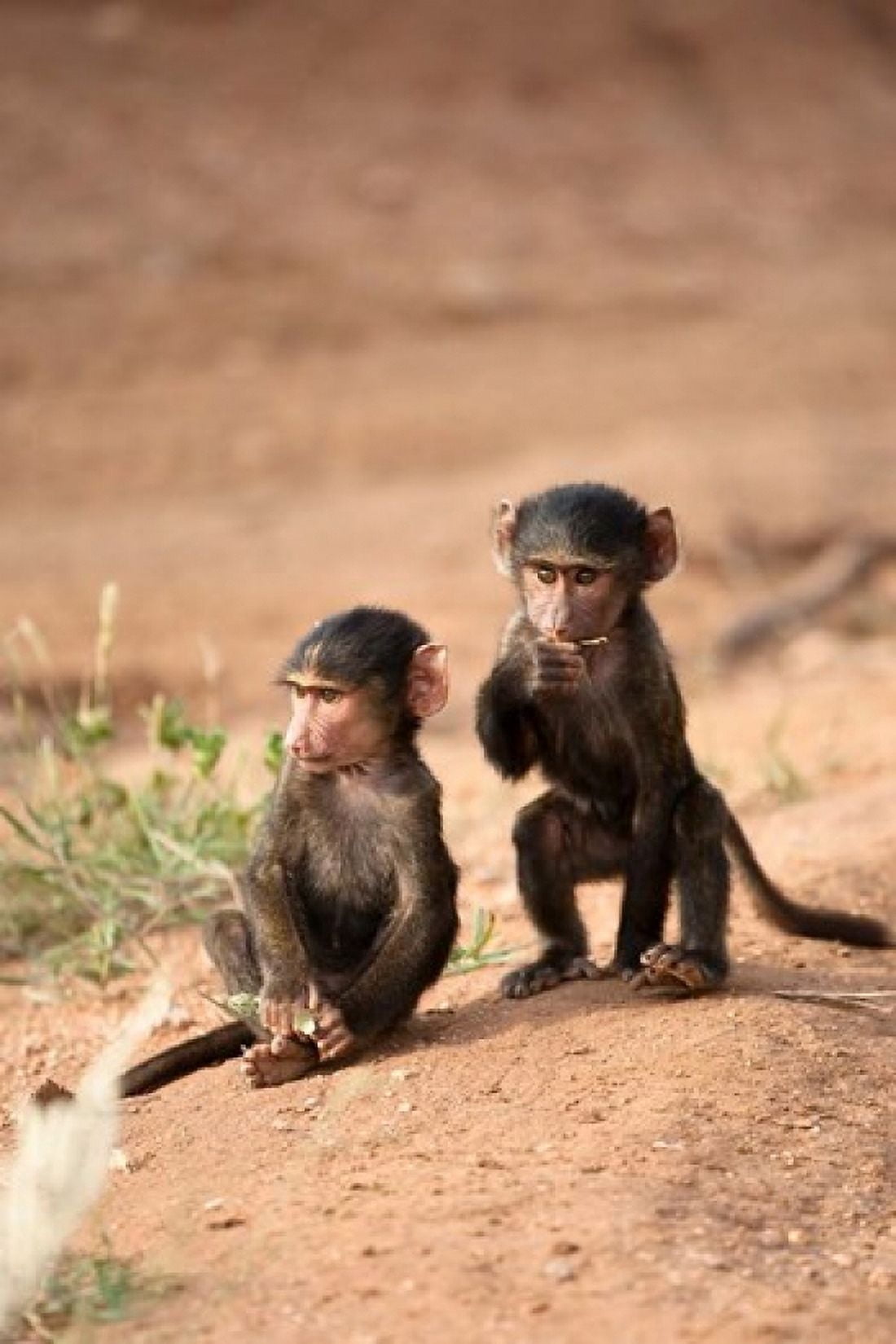 Olive Baboon primates Masai Mara GR Kenya Canvas Art - Joe & Mary Ann McDonald DanitaDelimont (23 x 34)