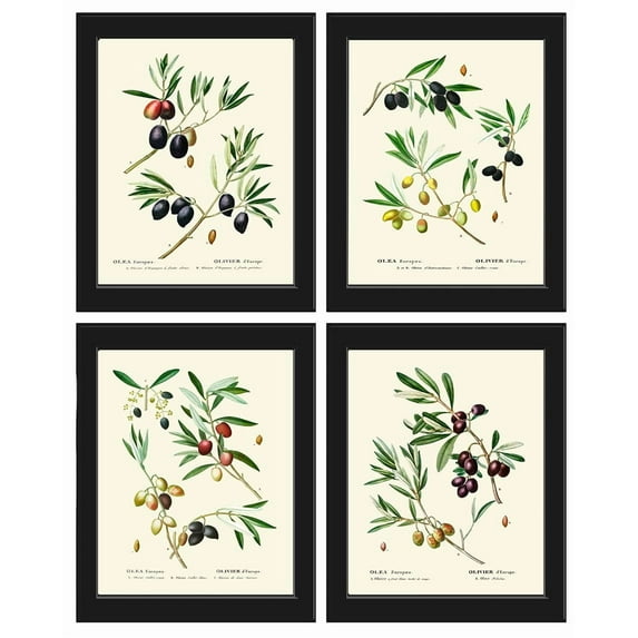 Olive Botanical Wall Art Print Set of 4 Prints Beautiful Antique Illustration Olives Tree Branch Home Room Decor Wall Art Unframed TDA (11x14 inch)