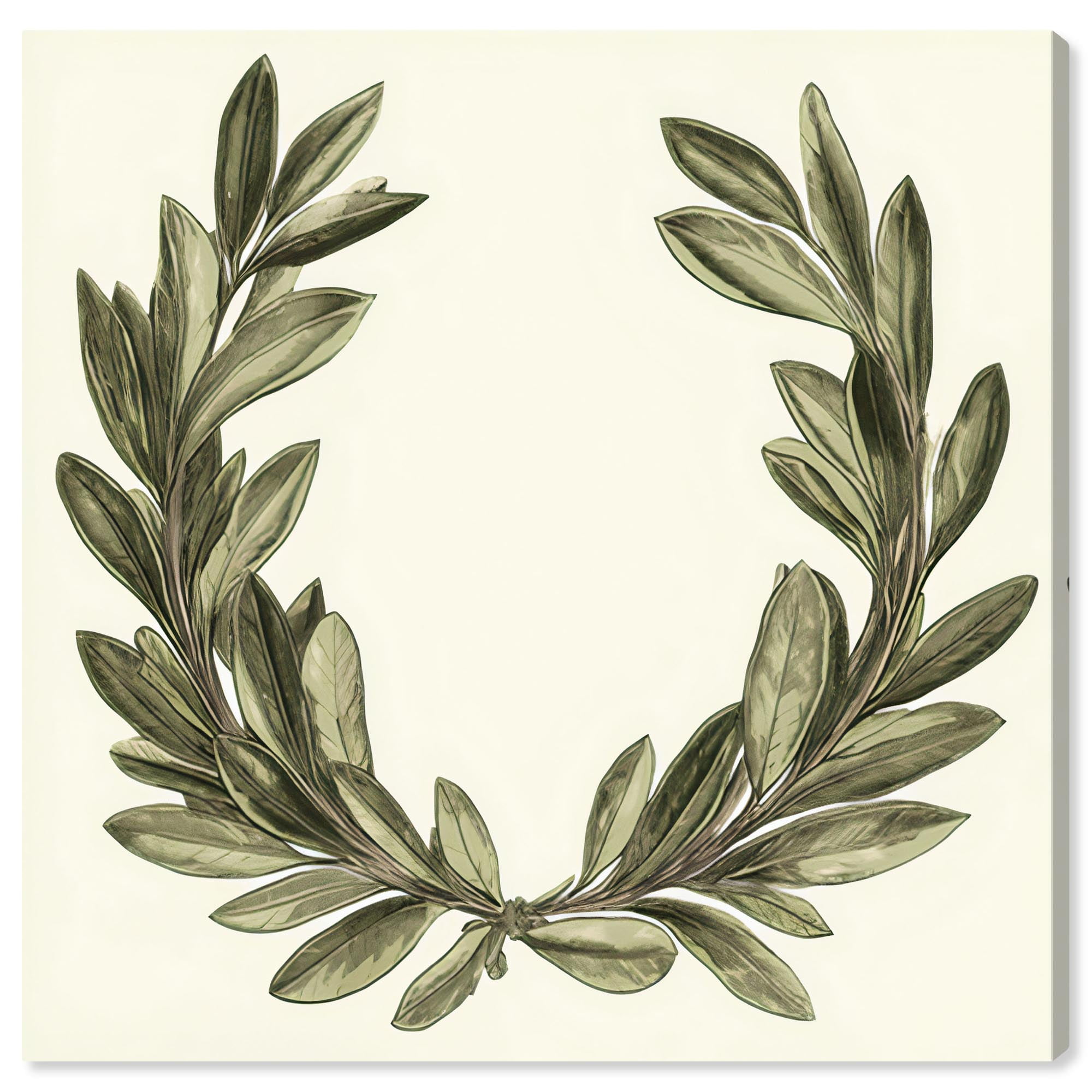 Olive Branch Legacy Vintage Botanic Art on Canvas, 16" x 16"
