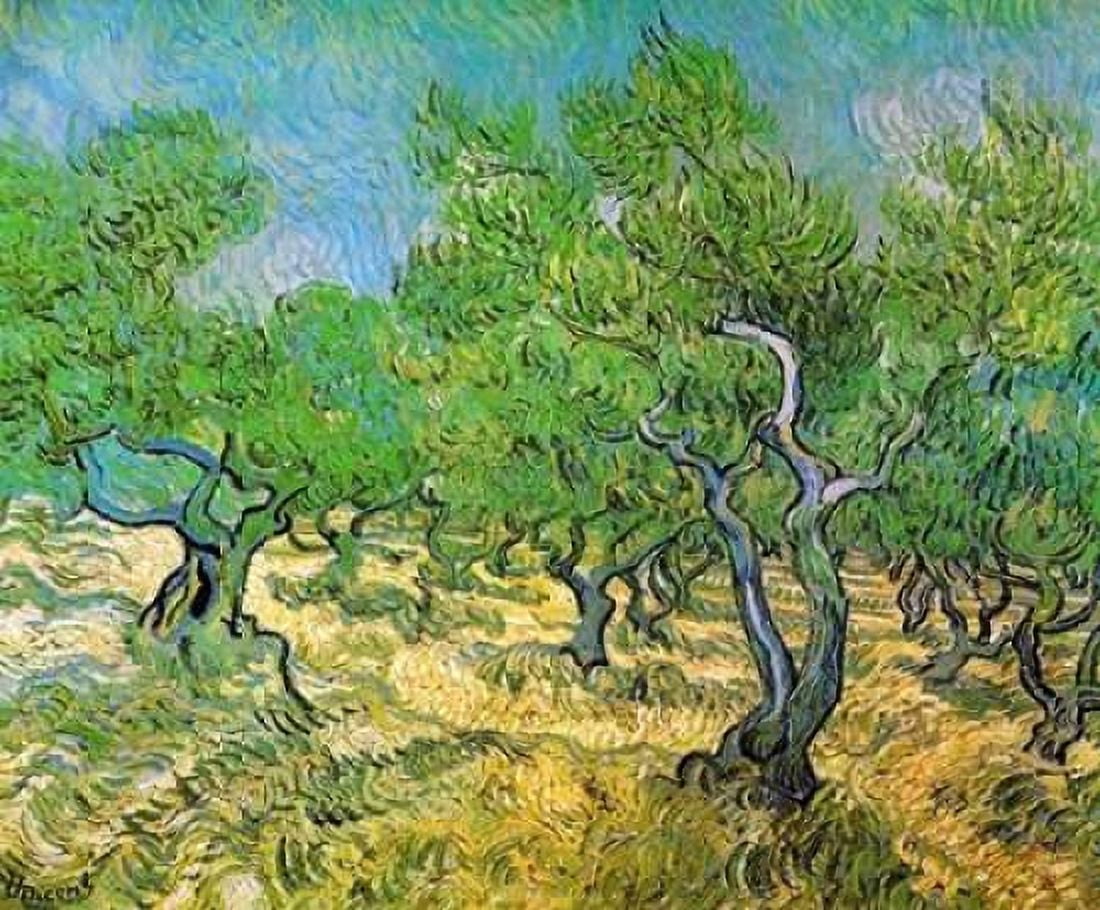 Olive Grove Canvas Art - Vincent Van Gogh (20 x 24)
